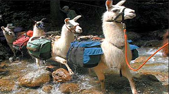 Andean Lamas Used Like Transport By The Local People