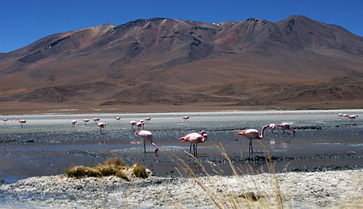 Andean Flamingos Laguna De Salinas