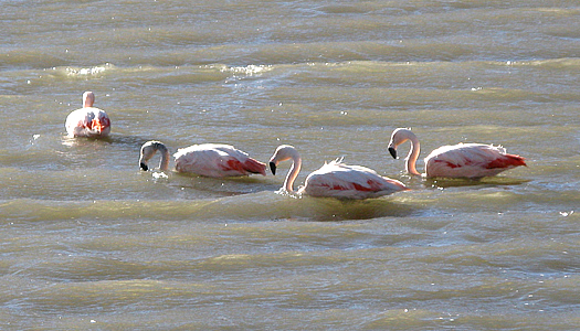 Flamingos on the Altiplano of Peru
