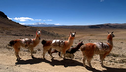 Trekking With Llamas In Cotahuasi Canyon