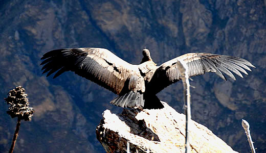 Colca Condor Viewpoint