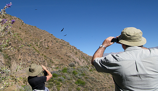 Colca Condor Watching Point