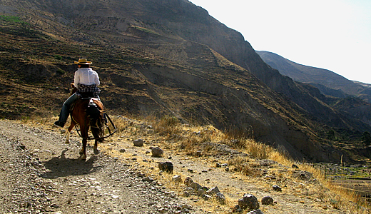 Colca Horse Tours, Riding Trip Colca Peru, Peruvian Paso horse