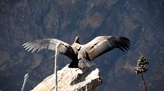 Picture Of Andean Condor - Colca Canyon Peru