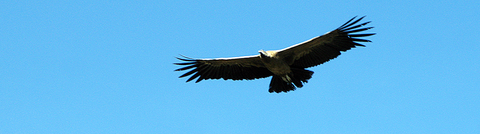 Condor Andino Colca Peru