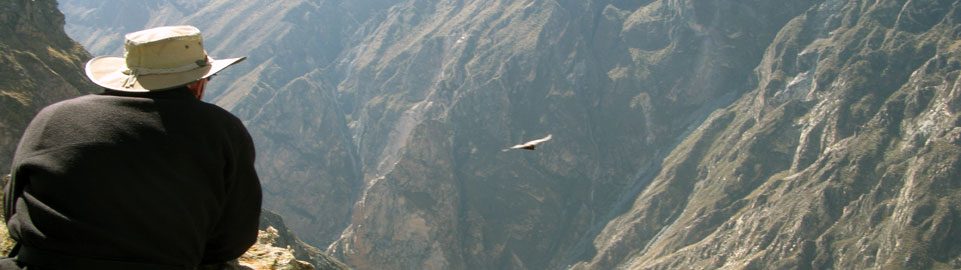 Condor Colca Canyon
