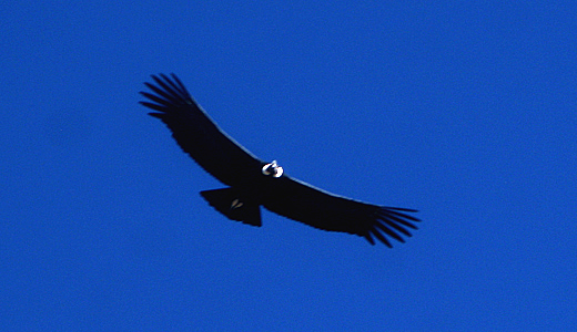 Condor In Peru