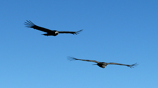 Couple Of Condor Flying On The Andes Of Peru