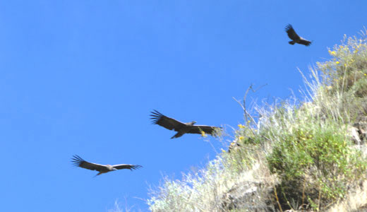 ColcaTour -  Andean Birds In The Colca Canyon - Condors flying at Colca canyon