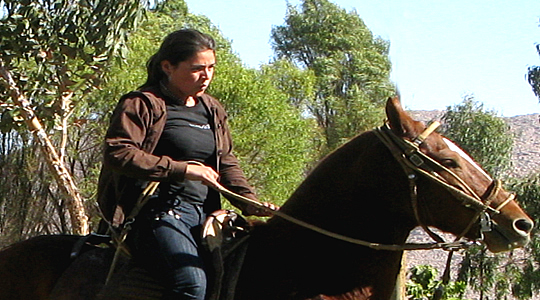 Galloping Paso Horse Of Peru
