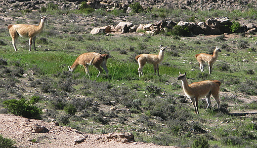 Guanacos In Nasca