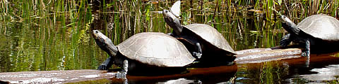 Amazon Turtles Of Peru