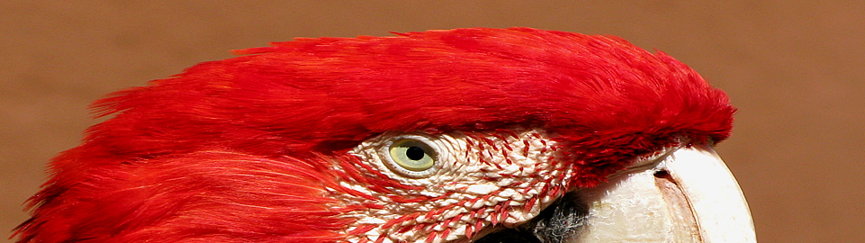 Macaw Facing In The Jungle Of Peru