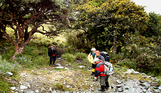 Trekking through Polylepis forest in Peru