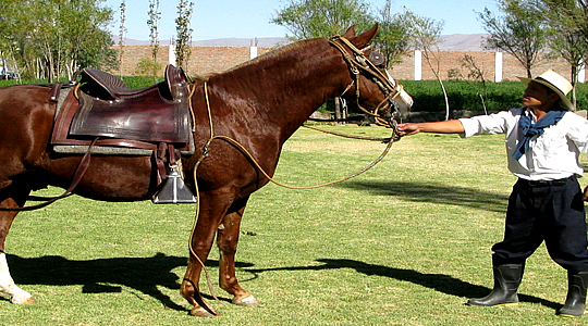Peruvian Paso Horse - Arequipa