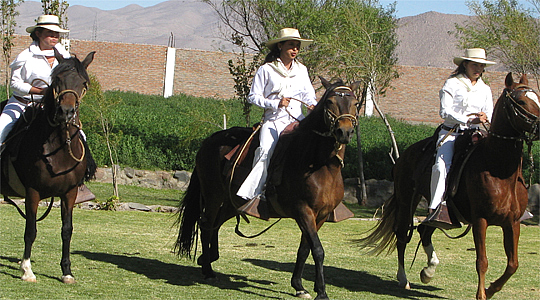 Amazonas Riding Peru Paso Horses