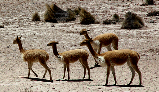 Vicuñas Of Peru - Andean Camelids at National Reserve Of Aguada Blanca And Salinas