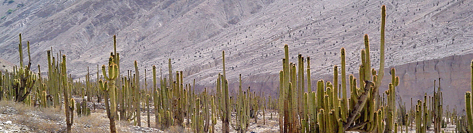 Cactus Forest In Cotahuasi Canyon