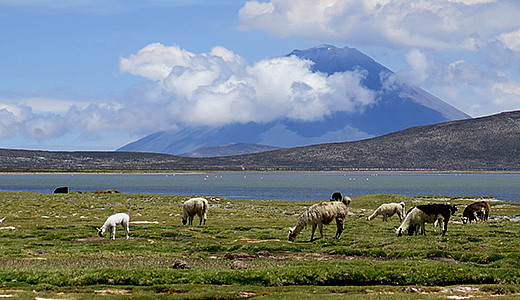 Laguna de salinas