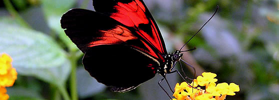 Peru Jungle Butterflies