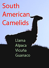 Information South American Camelids
