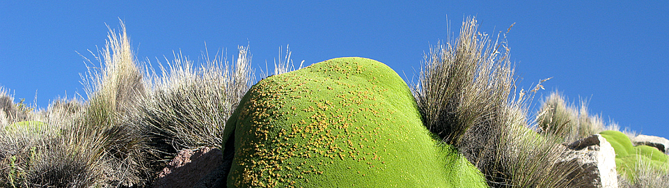 Yareta, Andean Plant